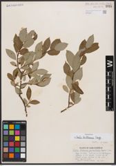 Salix bebbiana Sarg.